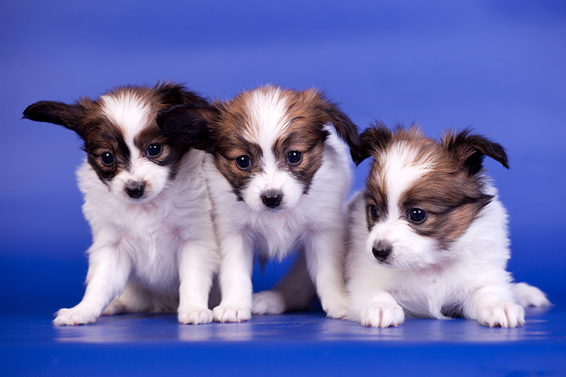 Three Papillon Puppies, Continental Toy Spaniel, 1 mounth old, on a blue background